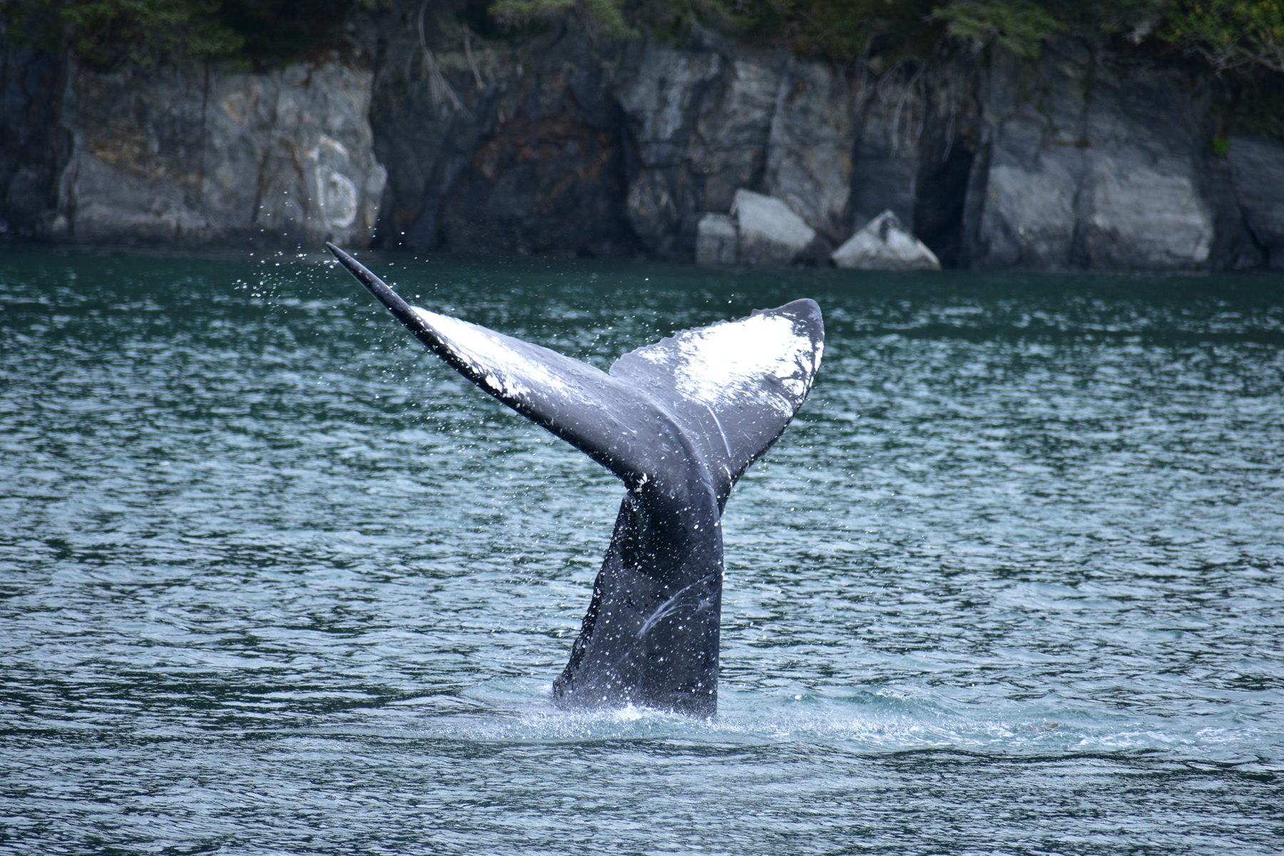 MSC CRUISES PARTNERS WITH MARINE CONSERVATION ORGANISATION ORCA DURING INAUGURAL ALASKA SEASON
